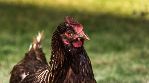 Close-up of a bird on a field