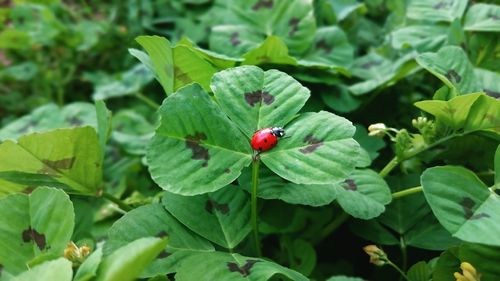 Close-up of ladybug on plant