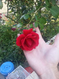 Low section of person holding red flower