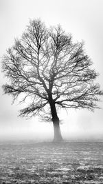 Bare tree on field in foggy weather