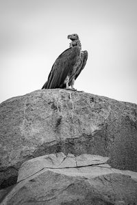 Low angle view of eagle perching on rock