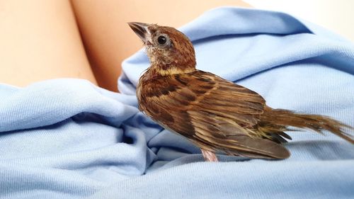 Close-up of bird on bed