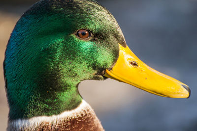 Male mallard or wild duck, anas platyrhynchos. close-up
