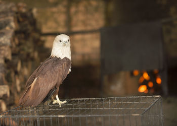 Close-up of bird perching on railing