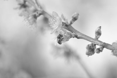 Close-up of cherry blossom on branch