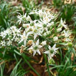 Close-up of flowers