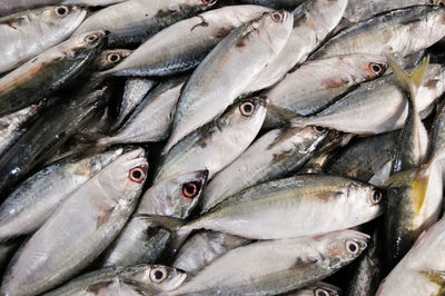 Close-up of fish for sale in market