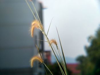Close-up of stalks on field against sky