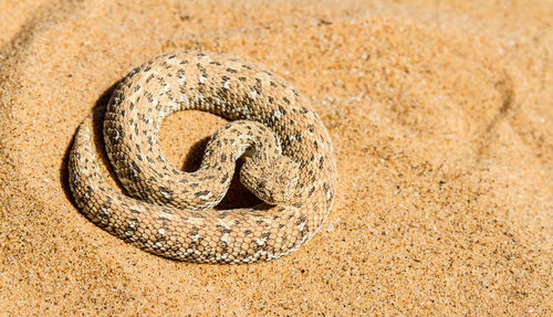 Directly above shot of snake on sand