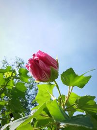 Low angle view of pink flowers blooming against sky