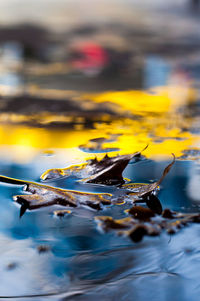 Close-up of yellow water floating on river against sky