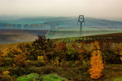 Trees and plants growing on land against sky