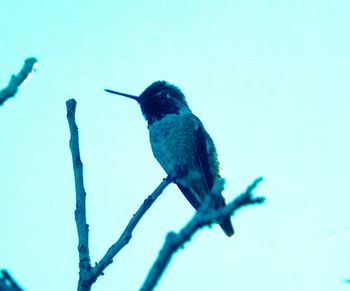 Low angle view of bird perching on tree against clear blue sky