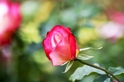 Close-up of pink rose