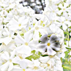 Close-up of white flowers