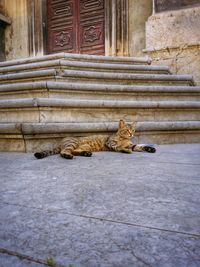 Stray cat resting on street by steps