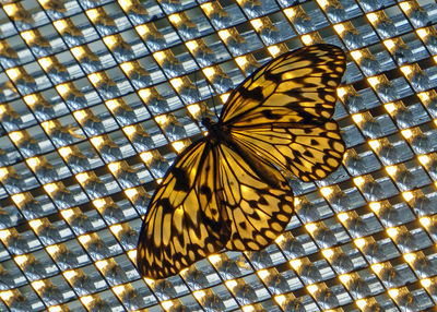 Close-up of butterfly