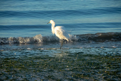 View of a bird in sea