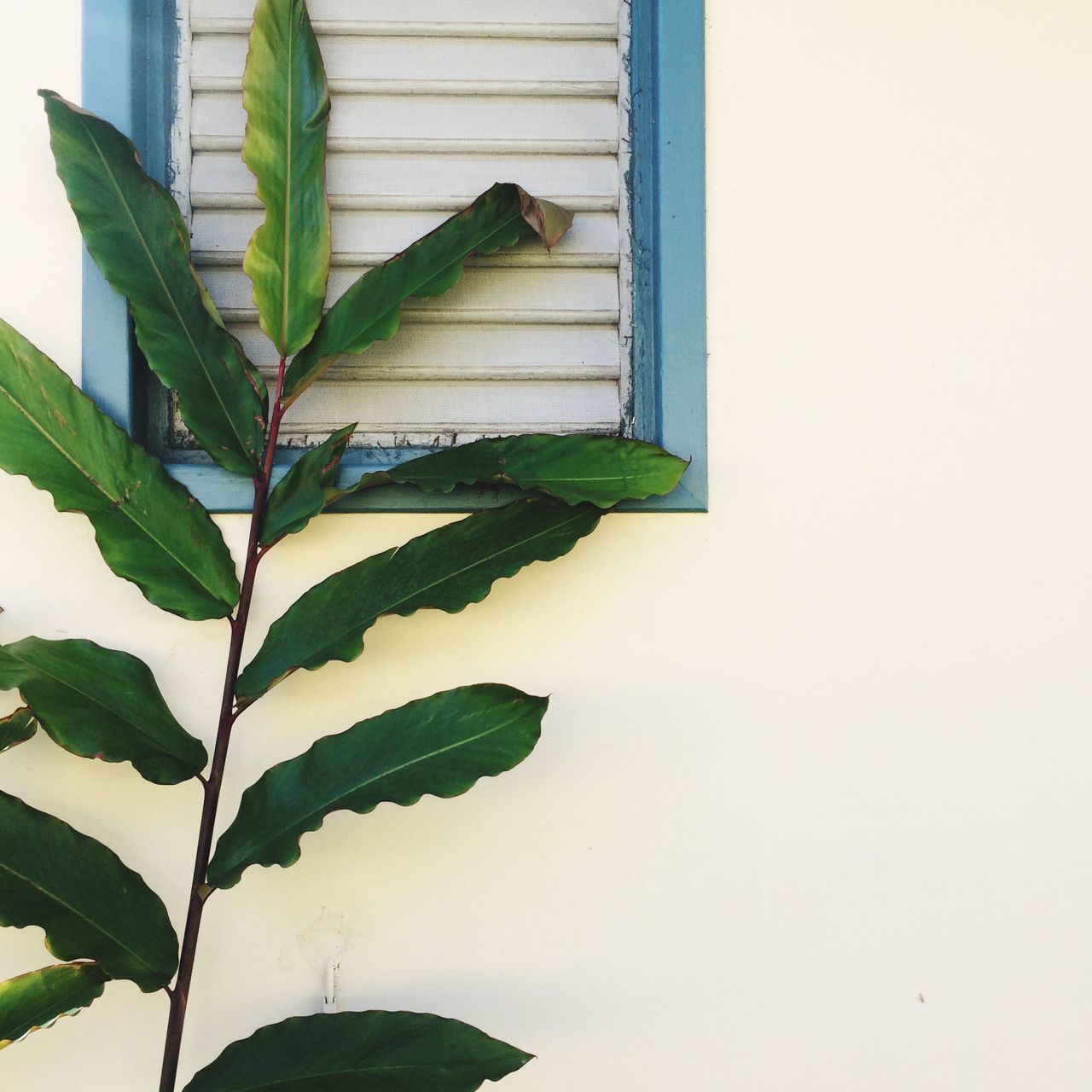 CLOSE-UP OF GREEN LEAVES ON WHITE HOUSE WINDOW