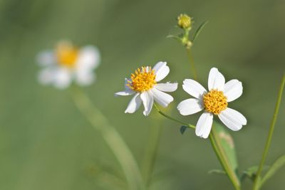 Close-up of white flowering plant