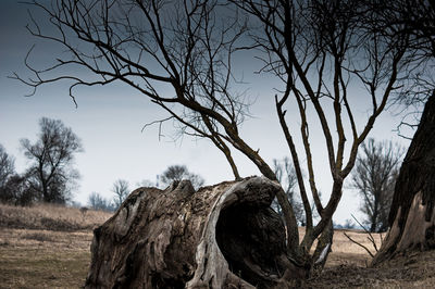 Bare tree on field against sky