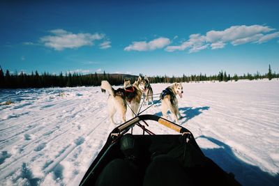 Dog sled on snow covered landscape