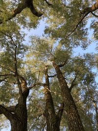 Low angle view of trees against sky