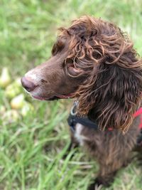 Close-up of a dog looking away