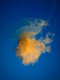 Close-up of jellyfish