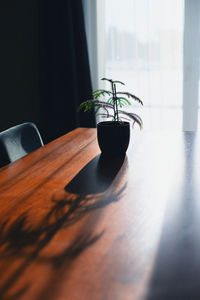 Close-up of plant on table at home