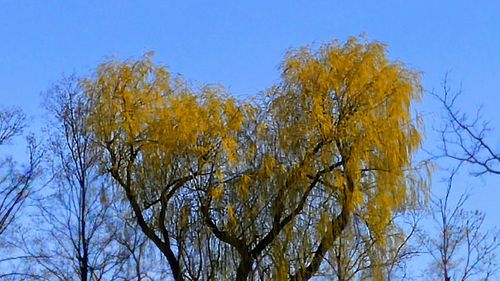 Low angle view of bare trees against blue sky