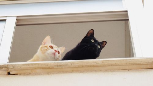 Portrait of cat sitting on window