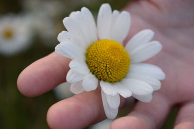 Close-up of hand holding white and yellow flower