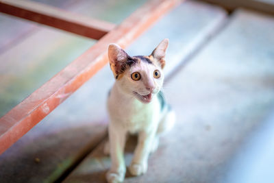 High angle portrait of a kitten