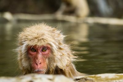 Close-up portrait of monkey