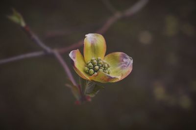 Close-up of flower buds