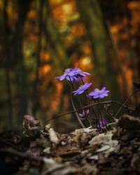 Close-up of purple flowering plant