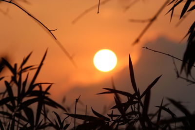 Close-up of silhouette plants against sunset sky
