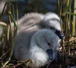 Close-up of a bird