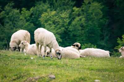 Sheep on field