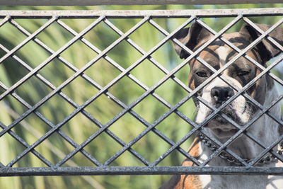 Close-up of dog seen through chainlink fence