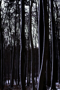 Low angle view of trees in forest