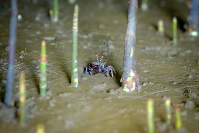 Close-up of crab on water