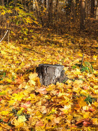 Autumn leaves in forest