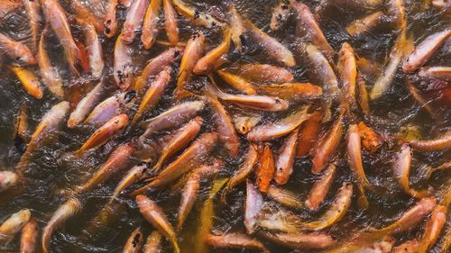 Many feedings nile tilapia in pond