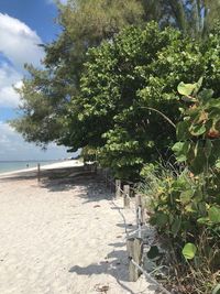 Tree on beach against sky