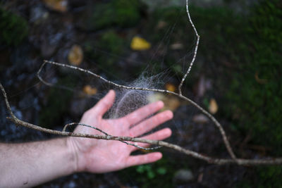 Close-up of hand holding spider web