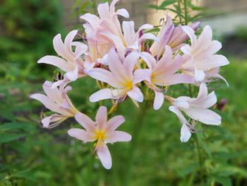 Close-up of purple flowering plant