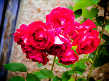 Close-up of pink rose blooming