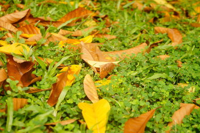 Close-up of leaves on field